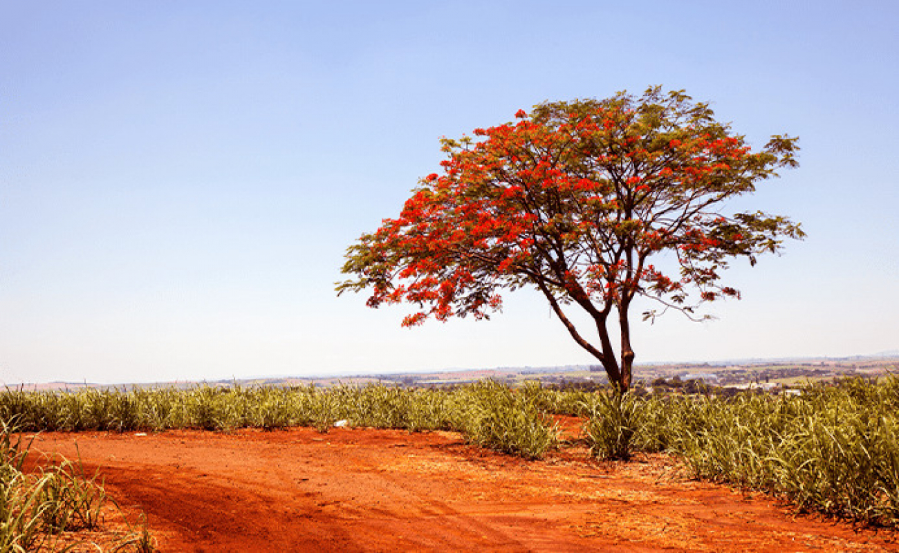 Tronco De Árvore Na Floresta Em Um Dia De Verão. Bushes E Flores