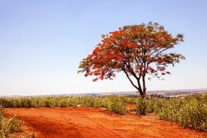 Árvores com flores vermelhas: nomes, espécies e dicas