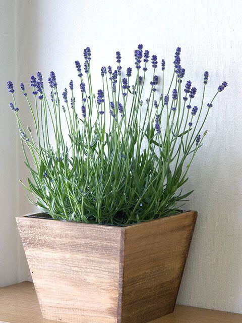 vaso de lavanda de madeira